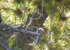Western Wood-Pewee (52)