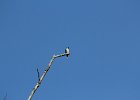 Western Wood-Pewee (6)