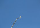 Western Wood-Pewee (7)