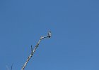 Western Wood-Pewee (8)