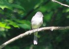 101Eastern Wood-Pewee