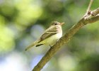 101Acadian Flycatcher
