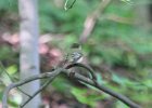 102Acadian Flycatcher