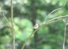 Acadian Flycatcher (16)