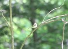 Acadian Flycatcher (17)