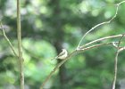 Acadian Flycatcher (18)