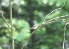 Acadian Flycatcher (20)