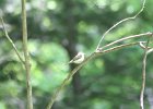 Acadian Flycatcher (21)