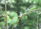 Acadian Flycatcher (22)