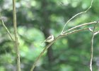 Acadian Flycatcher (23)