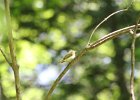 Acadian Flycatcher (25)