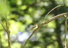 Acadian Flycatcher (26)