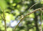 Acadian Flycatcher (27)