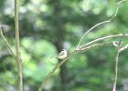 Acadian Flycatcher (30)