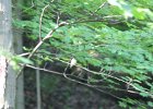 Acadian Flycatcher (5)