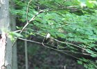 Acadian Flycatcher (6)