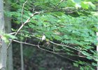 Acadian Flycatcher (7)