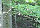Acadian Flycatcher (9)