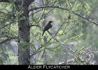 048 - 570 Alder Flycatcher