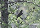 101Alder Flycatcher