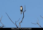 048 - 571 Willow Flycatcher