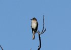 101Willow Flycatcher (13)