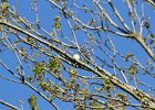 Least Flycatcher (26)
