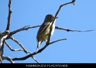 048 - 573 Hammond's Flycatcher