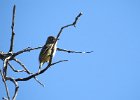 Hammond's Flycatcher (1)