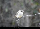 048 - 574 Gray Flycatcher