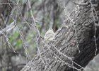 Gray Flycatcher (2)