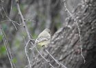 Gray Flycatcher (3)