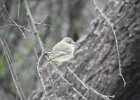 Gray Flycatcher (4)