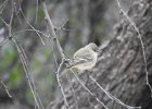 Gray Flycatcher (5)