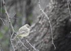 Gray Flycatcher (6)
