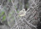 Gray Flycatcher (7)