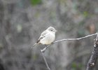 Gray Flycatcher (8)