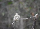 Gray Flycatcher (9)