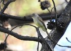Dusky Flycatcher (2)