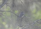 Dusky Flycatcher (4)