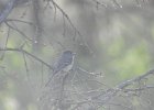 Dusky Flycatcher (5)