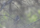 Dusky Flycatcher (6)