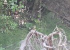 Pacific-slope Flycatcher (1)