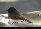 048 - 579 Black Phoebe