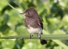 101Black Phoebe