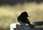 Black Phoebe (11)
