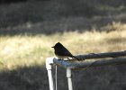Black Phoebe (12)