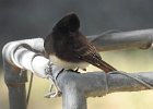 Black Phoebe (14)