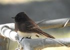 Black Phoebe (15)