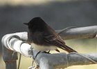 Black Phoebe (16)